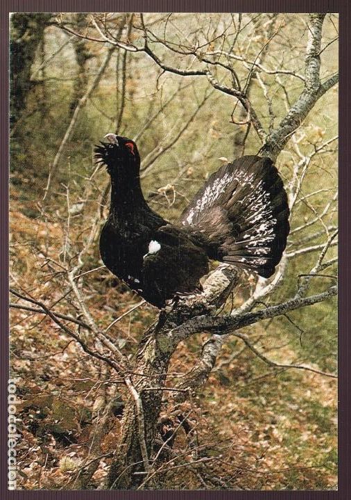 Postcards: Fauna ib&eacute;rica. *Urogallo* Ed. Sicilia. Foto *A. Camoyan* Nueva.