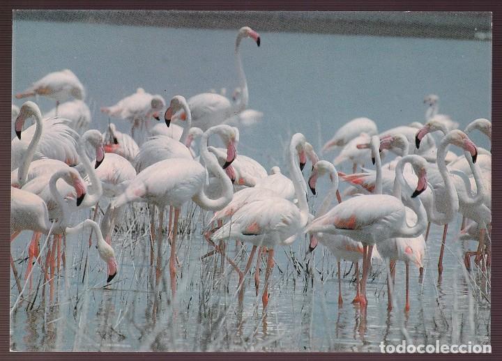 Postkarten: Parque Nacional de Do&ntilde;ana. *Phoenicopterus ruber* Nueva.