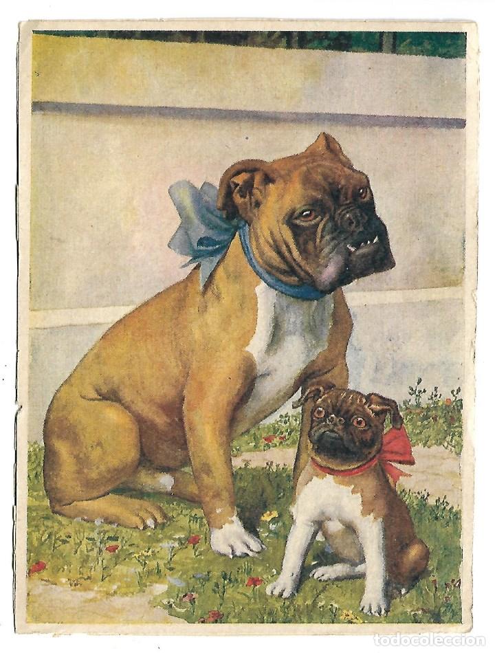 Postkarten: PAREJA DE BULLDOG INGLES -POSTAL GRANDE -