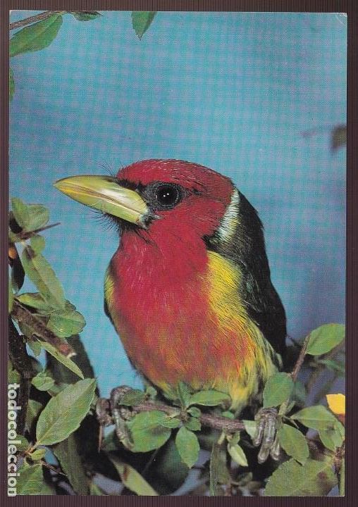 Postkarten: *Eubucco bourcierii* Ed. Bergas n&ordm; 1 *Barbudo de cabeza roja* Nueva.