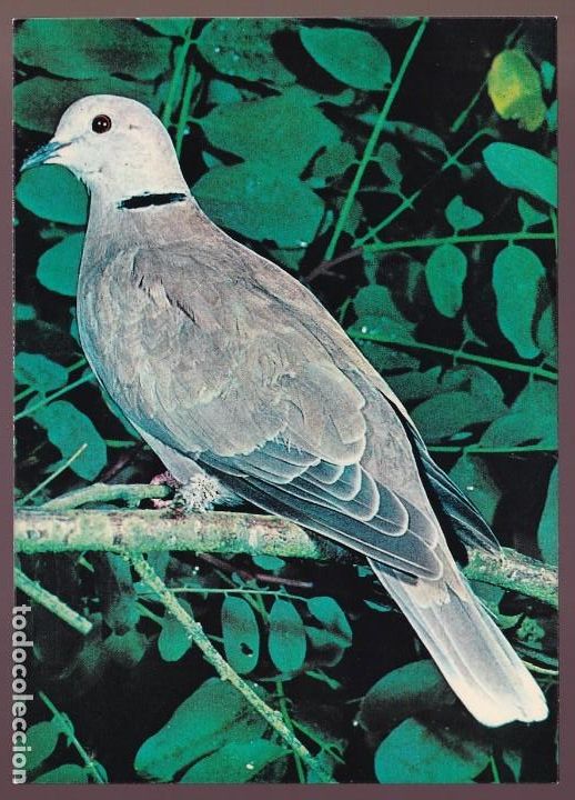 Postkarten: T&oacute;rtola. *Streptopelia risoria* Sin datos n&ordm; 2000-4. Nueva.