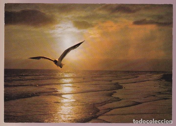 Postais: Francia. *Oiseau de mer au coucher du soleil* Nueva.