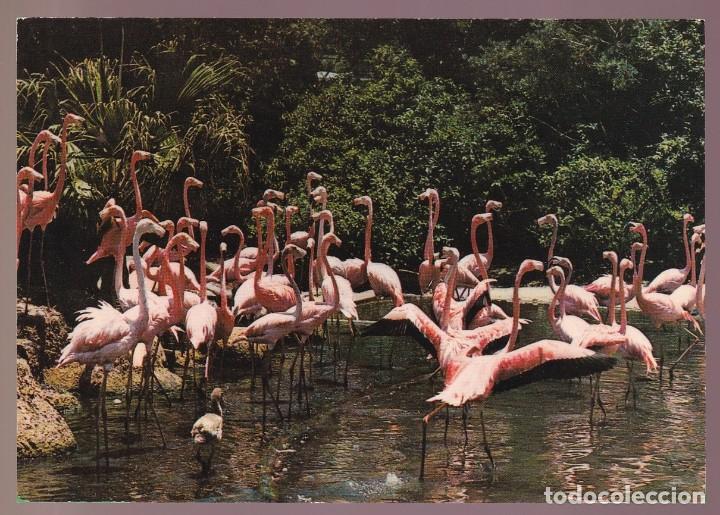 Postkarten: *Flamants roses* Edici&oacute;n francesa. Nueva.