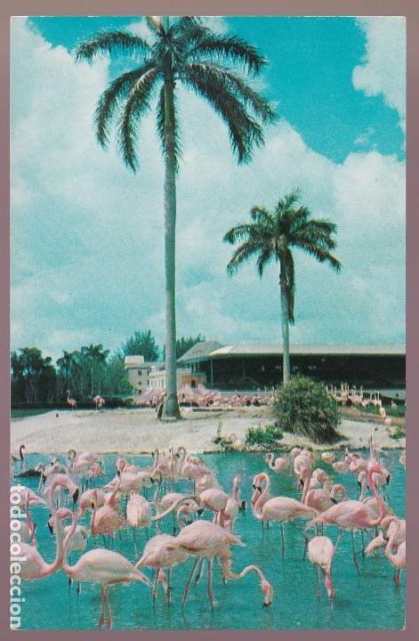 Postkarten: U.S.A. Florida. *Flamingos and Awans...* Nueva.