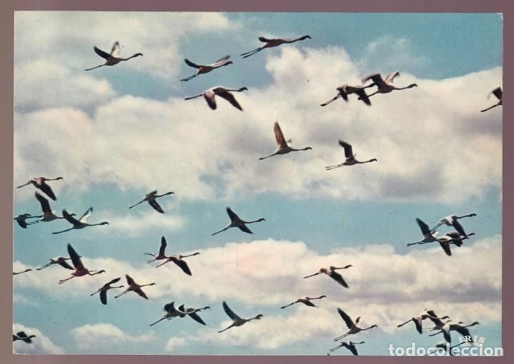 Postkarten: Francia-13- Camargue. *Flamants Roses en vol* Nueva.