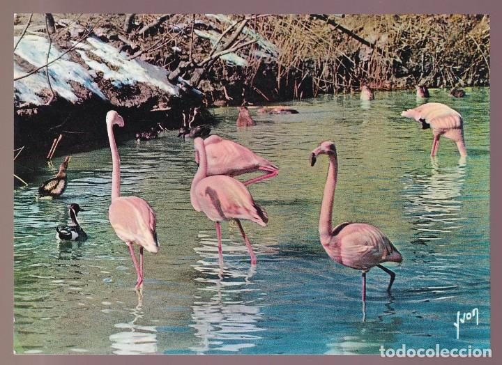 Postkarten: Francia.-13- Camargue. *Flamants Roses...* Nueva.