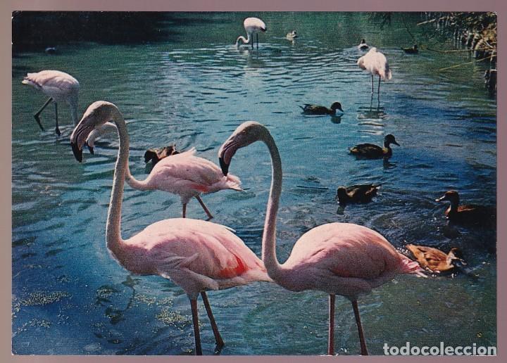 Postkarten: Francia-13- Camargue. *Flamants Roses...* Nueva.