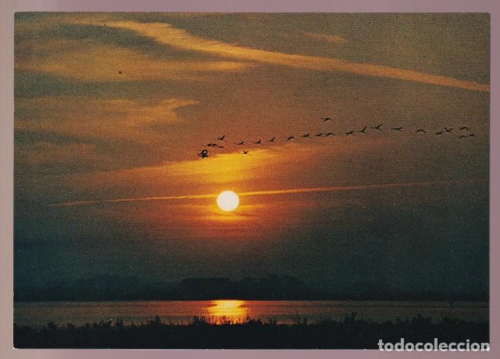 Postkarten: Francia-13. Camargue. *Vol de flamants roses...* Nueva.