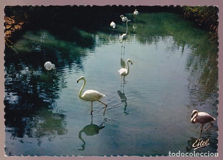 Postkarten: Francia-13- Camargue. *Flamants roses...* Nueva.
