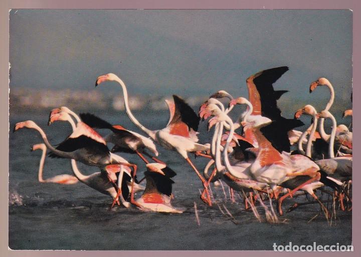 Postkarten: Francia-13- Camargue. *Flamants roses...* Nueva.