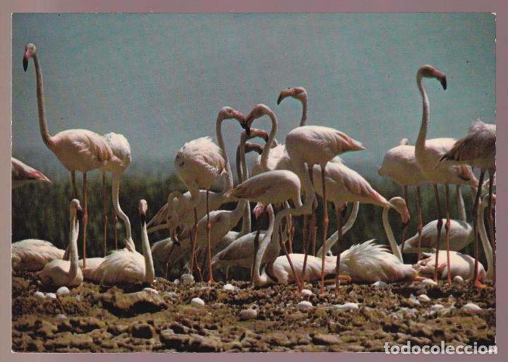 Postkarten: Francia-13- Camargue. *Flamants roses...* Nueva.