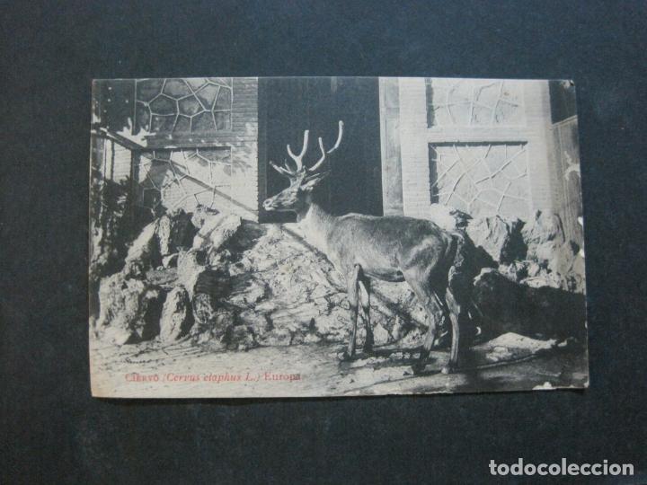 Postkarten: CIERVO-THOMAS-POSTAL ANTIGUA-(75.077)