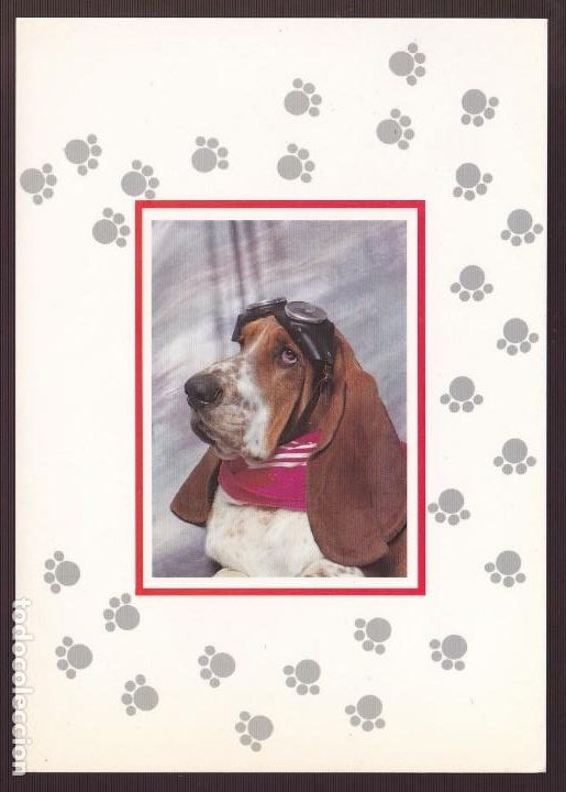 Postkarten: *Cane con occhiali* Ed. N.A.G.R. n&ordm; 1740. Edici&oacute;n italiana. Nueva.
