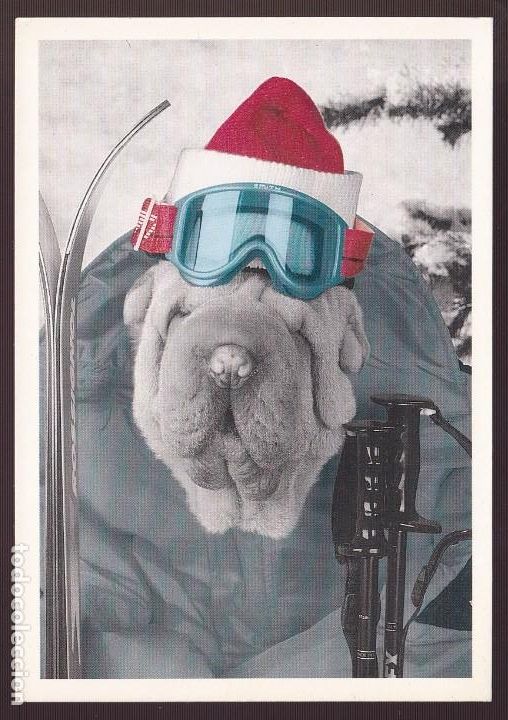 Postkarten: *Ski Champion* Ed. A.G.R. n&ordm; 1029. Edici&oacute;n italiana. Nueva.