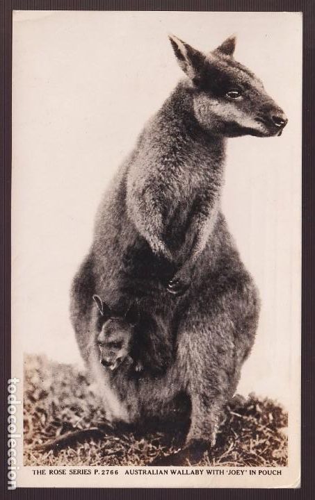 Postkarten: *Australian wallaby with Joey in pouch* Edici&oacute;n australiana. Escrita.