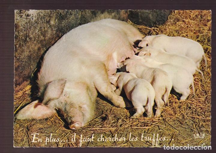 Postcards: *En plus... il faut chercher les truffes...* Ed. Th&eacute;ojac n&ordm; 24-282. Nueva.