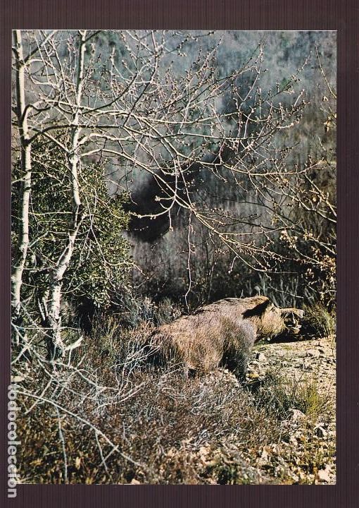 Postcards: *Jabal&iacute; - Cerdo salvaje* Sin datos editor. Nueva.