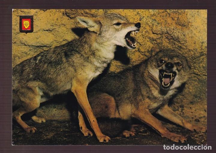 Postcards: Ed. Fisa, Animales Salvajes n&ordm; 16. Nueva.