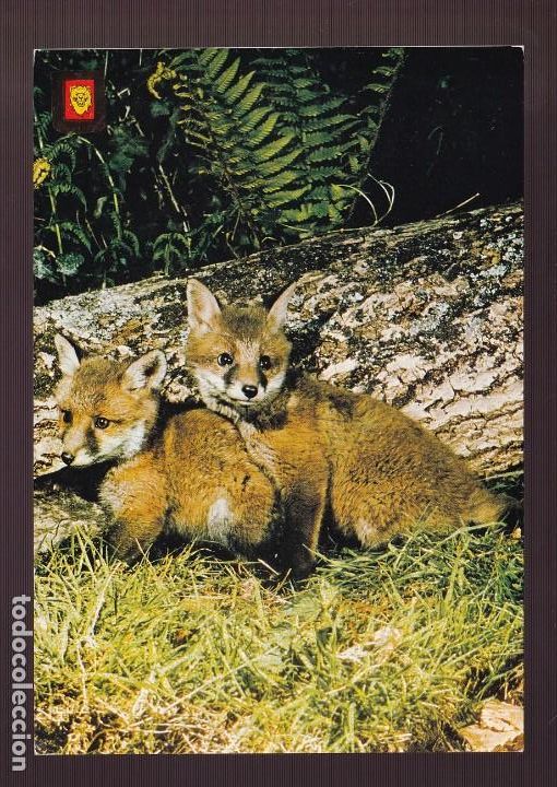 Postcards: Ed. Fisa, Animales Salvajes n&ordm; 31. Nueva.