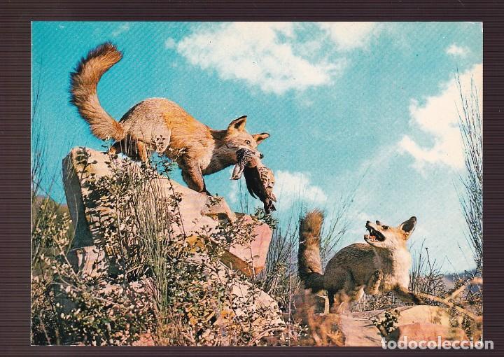 Postcards: *Zorras* Sin datos editor. Nueva.