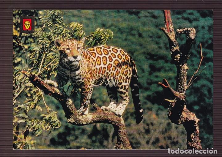 Postcards: Ed. Fisa, Animales Salvajes n&ordm; 1. Nueva.