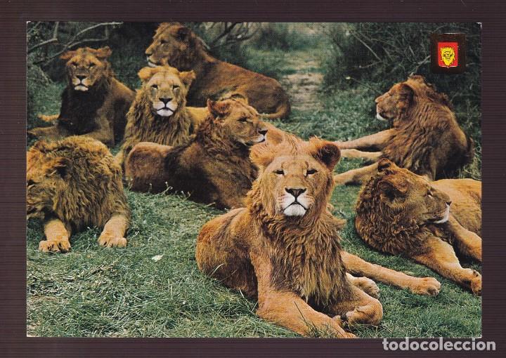 Postcards: Ed. Fisa, Animales Salvajes n&ordm; 27. Nueva.