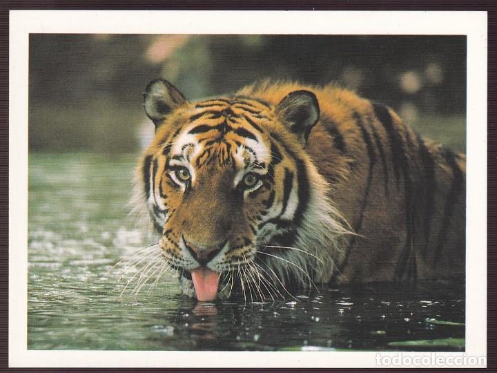 Postcards: Foto *Andy Rouse* Ttulo *Drinking Tiger* Ed. Athena. Nueva.