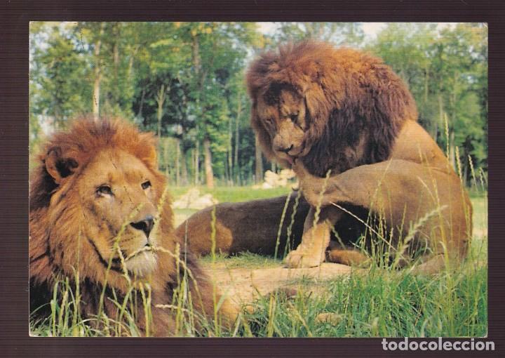 Postcards: Francia-91- Saint Vrain. *Parc de Saint Vrain. Les Lions* Ed. MSM n&ordm; 91003. Nueva.
