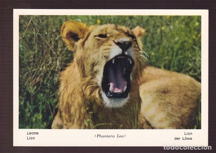 Postcards: *Fauna Africana - Lion* Ed. Rotacolor n&ordm; 13. Edici&oacute;n italiana. Nueva.