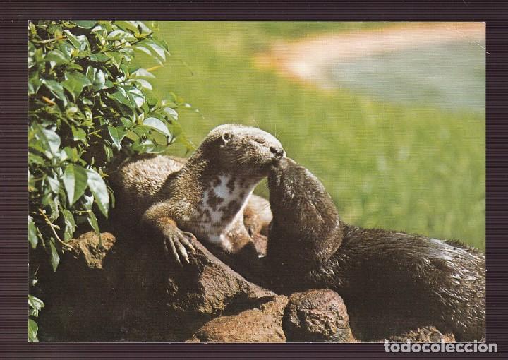 Postcards: *Nutria* Edici&oacute;n alemana. Nueva.