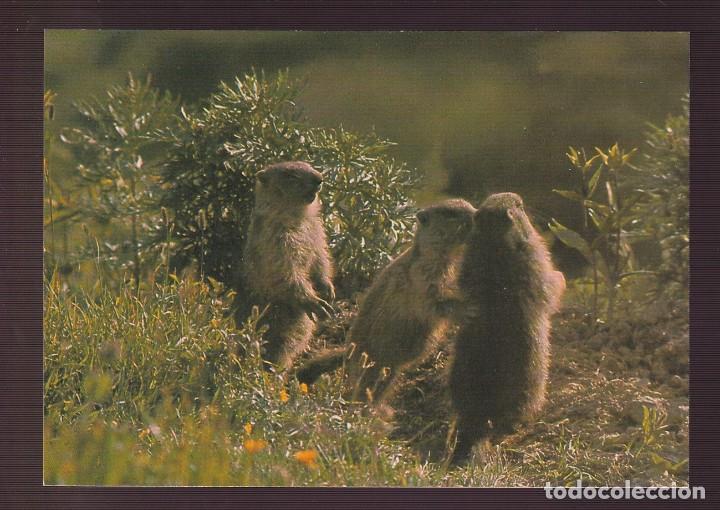 Postcards: *Marmota* Edici&oacute;n suiza. Nueva.