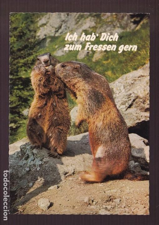 Postcards: *Marmota* Edici&oacute;n alemana. Escrita.