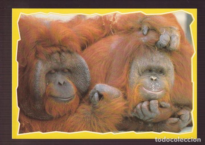 Postales: *Thinking Partners* Ed. Monkey Business n&ordm; 257. Edici&oacute;n inglesa. Nueva.