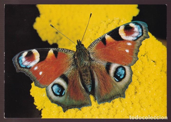 Postcards: *Mariposa* Sin datos editor. Nueva.