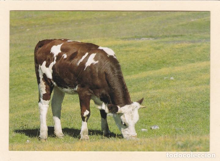 Postales: POSTAL TERNERO O TERNERA PACIENDO - PICCOLO S. BERNARDO. VALLE DE AOSTA (ITALIA)