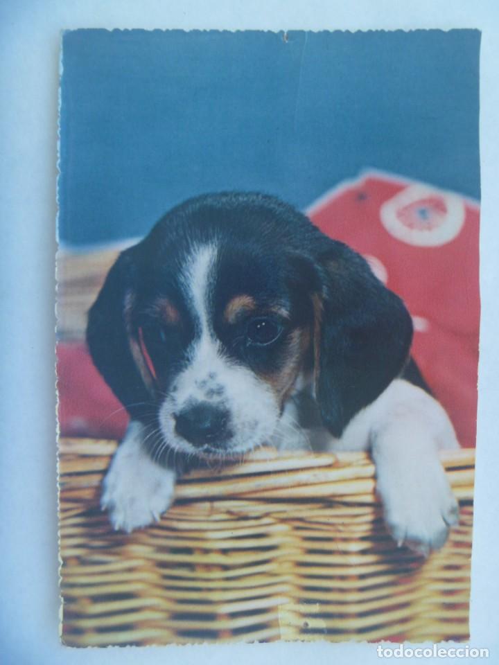 Postcards: BONITA POSTAL CON PERRO , A&Ntilde;OS 50 . ESCRITA EN 1962