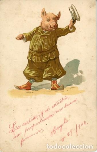 Cartes Postales: Cerdo vestido de militar. Circulada en 1904. Reverso sin dividir.