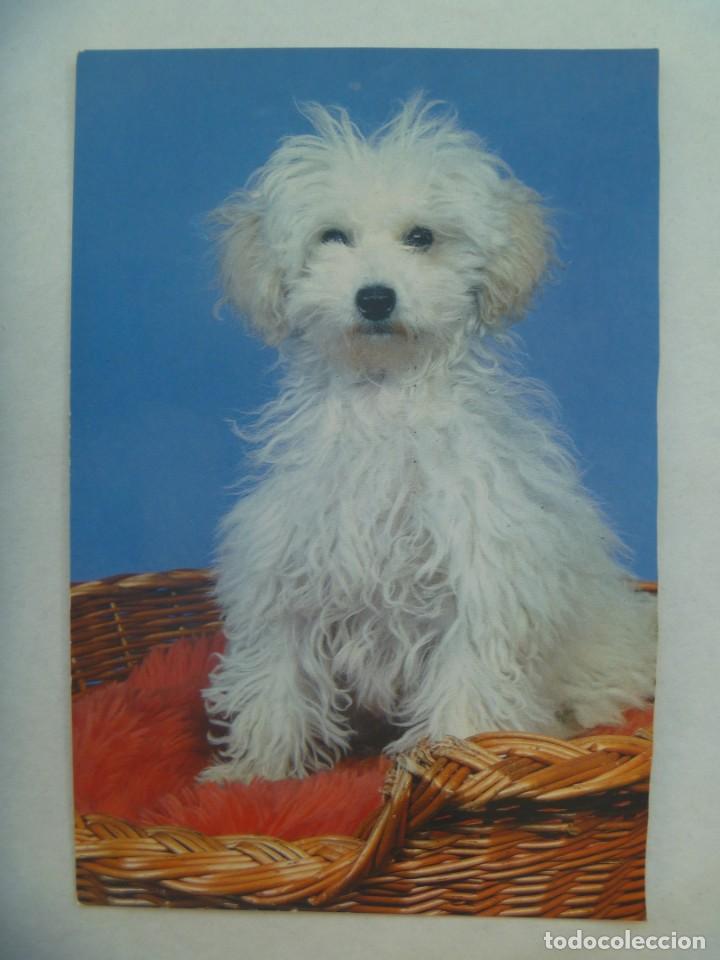 Postcards: POSTAL CON PERRO . A&Ntilde;OS 70