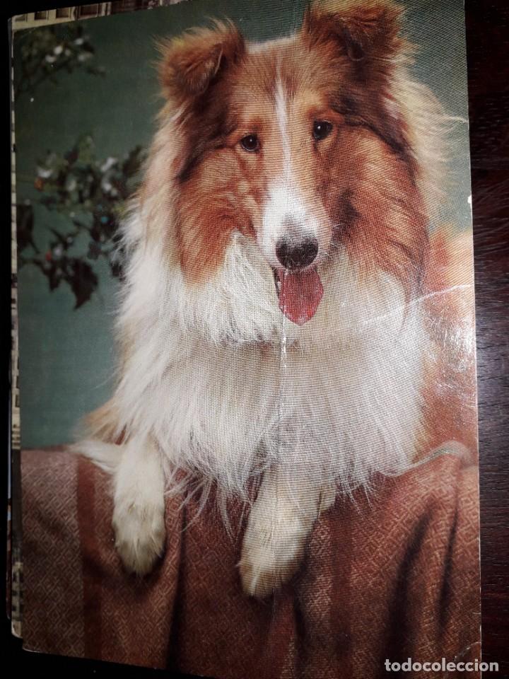Postcards: N&ordm; 39444 POSTAL PERRO CYZ 7611/ 29-C