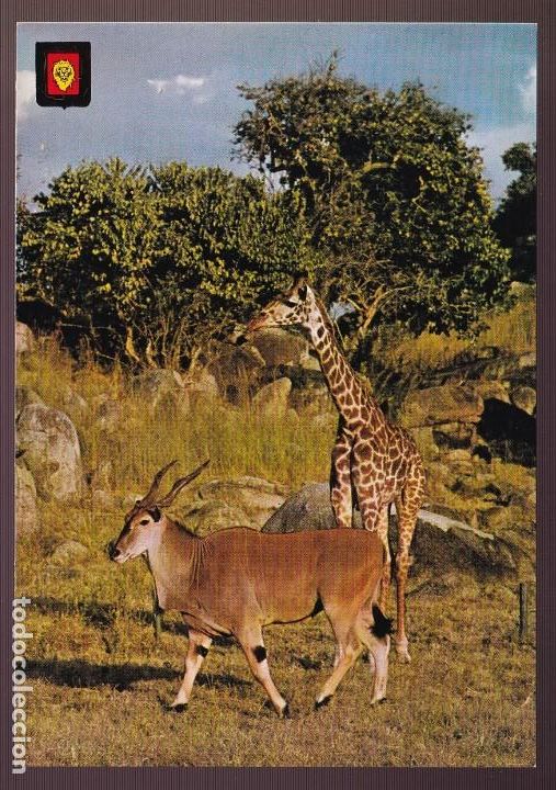 Postcards: Ed. Fisa, Animales Salvajes n&ordm; 5. Dep. Legal B. 4332-XIII. Nueva.