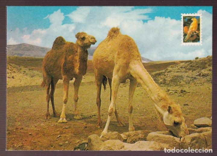 Postcards: Islas Canarias. *Camellos en un abrevadero* Ed. Lit. Saavedra n&ordm; 551. Circulada 1968.