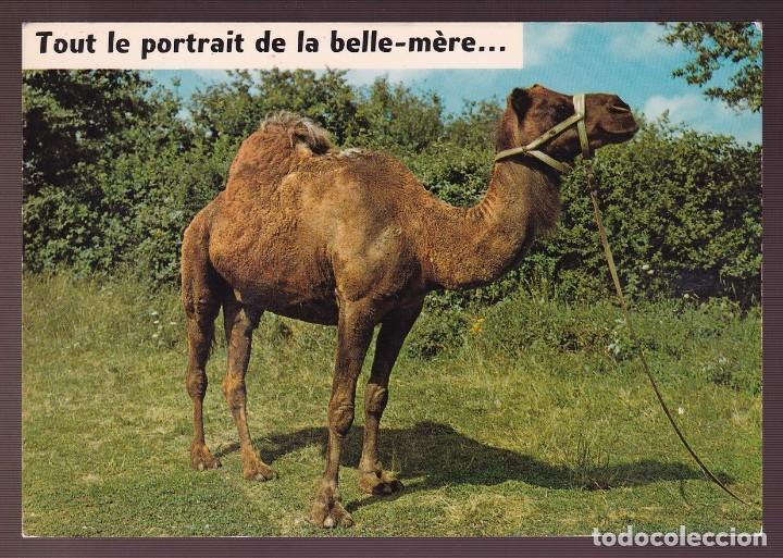 Postcards: *Camello* Edici&oacute;n francesa. Nueva.