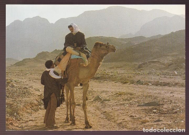 Postcards: Egipto. *Beduin on camel - Gebelia Tribe* Nueva.