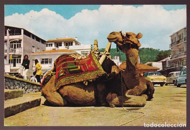 Postcards: Turqu&iacute;a. *The fantastic animal Camel* Circulada 1973.