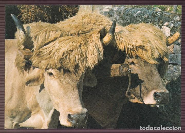 Postcards: *Estampa Basca. Pareja de Vacas Enyugadas* Ed. Telechea. Nueva.