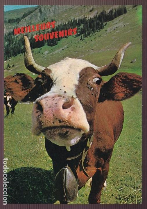 Postcards: *Vaca* Edici&oacute;n francesa. Nueva.