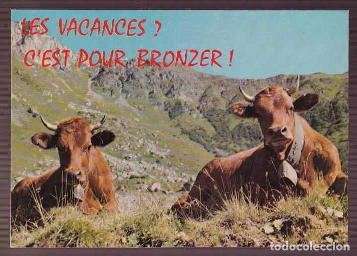 Postcards: *Vaches en alpage* Edici&oacute;n francesa. Nueva.