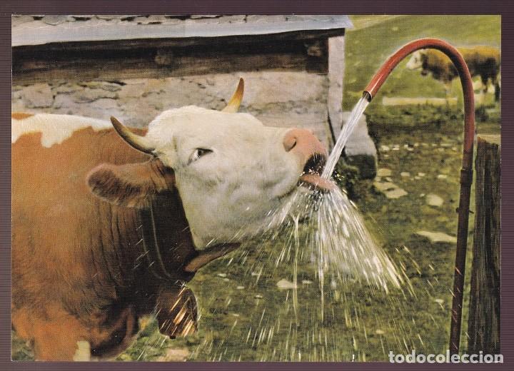 Postcards: *Vaca* Edici&oacute;n suiza. Nueva.