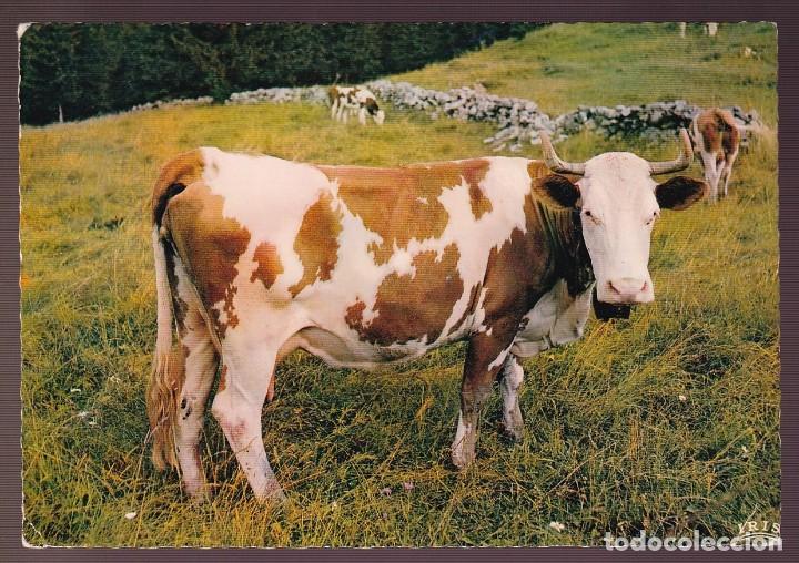 Postcards: *Vaca* Edici&oacute;n francesa. Circulada 1965.