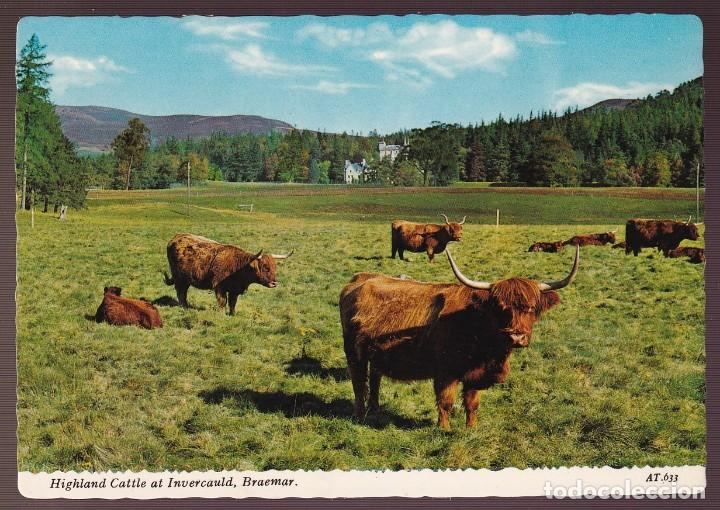 Postcards: Reino Unido. Escocia. Braemar. *Highland Cattle at Invercauld* Nueva.